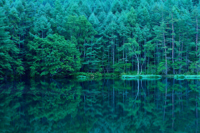Обои картинки фото природа, реки, озера, отражение, озеро, деревья, лес