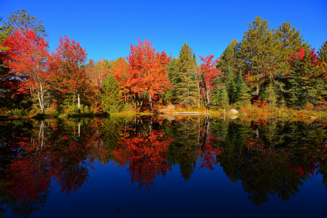 Обои картинки фото природа, реки, озера, пруд, лес, небо, отражение, осень, деревья