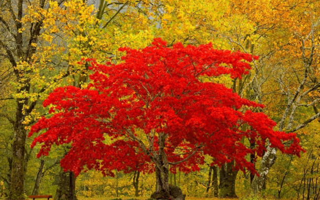 Обои картинки фото природа, лес, листья, дерево