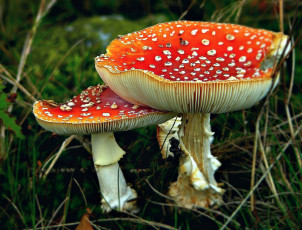 Картинка природа грибы +мухомор пара