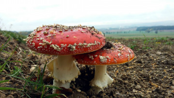 Картинка природа грибы +мухомор камни земля трава пара