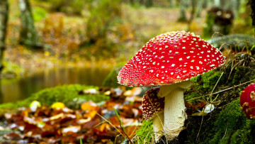 Картинка природа грибы +мухомор шляпка красная белые пятнышки