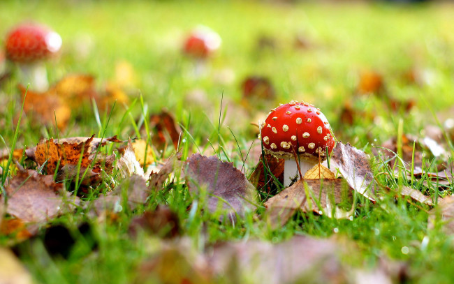 Обои картинки фото природа, грибы,  мухомор, листья, трава, грибок, осень