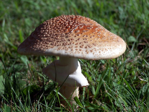 Картинка природа грибы +мухомор макро