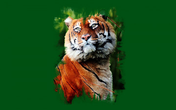 обоя рисованное, животные,  тигры, арт, взгляд, красавец, тигр