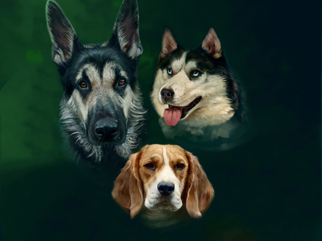 Обои картинки фото рисованное, животные,  собаки, трое, взгляд