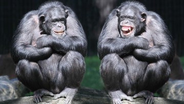 обоя забавные шимпанзе, животные, обезьяны, шимпанзе