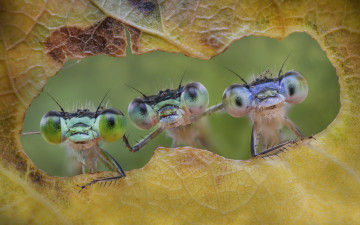 Картинка животные стрекозы насекомые friends forever лист