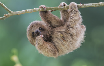 Картинка животные ленивцы pale-throated sloth brdypus tridactilus ленивец природа