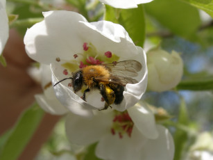 Картинка пчёлка животные пчелы осы шмели
