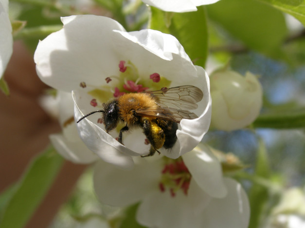 Обои картинки фото пчёлка, животные, пчелы, осы, шмели