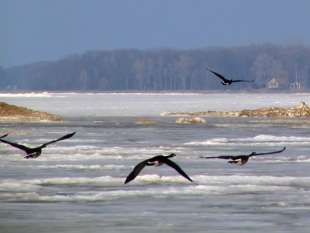 Обои картинки фото canadian, geese, in, flight, животные, гуси