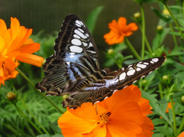 Обои картинки фото clipper, butterfly, the, house, on, mackinac, island, животные, бабочки