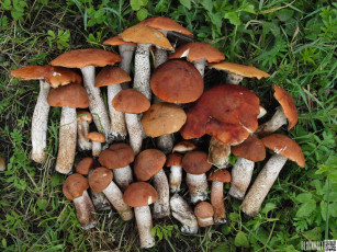Картинка еда грибы грибные блюда подберезовики
