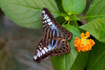 Картинка животные бабочки лантана крылья