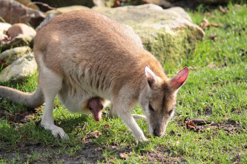 Картинка животные кенгуру сумка малыш мама