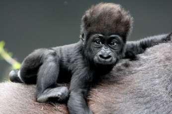 Картинка животные обезьяны малыш горилла забавный
