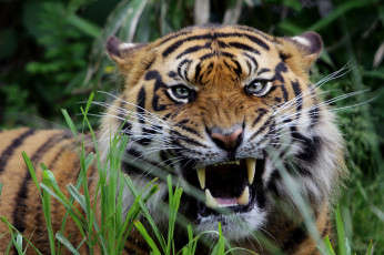 Картинка животные тигры оскал рык морда грозный хищник