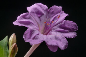 Картинка цветы рододендроны азалии темный сиреневый мирабилис