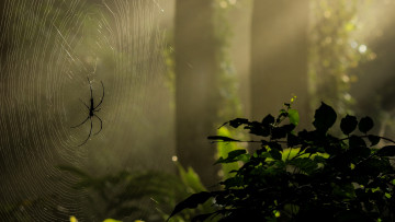 Картинка животные пауки лаук паутина