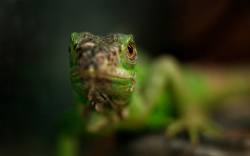 Картинка животные Ящерицы игуаны вараны взгляд глаза зеленая ящерица