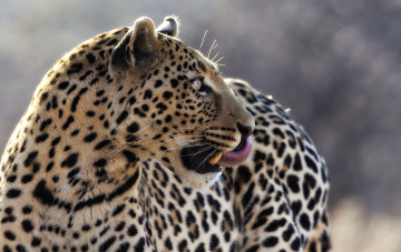Картинка животные леопарды язык красавец профиль