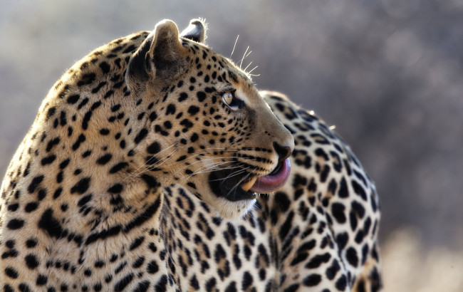 Обои картинки фото животные, леопарды, язык, красавец, профиль