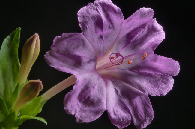 Обои картинки фото цветы, рододендроны, азалии, сиреневый, темный