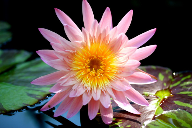 Обои картинки фото цветы, лилии, водяные, нимфеи, кувшинки, розовый, вода
