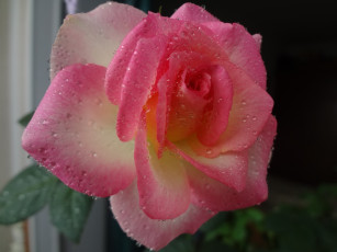 Картинка цветы розы брызги роза капли