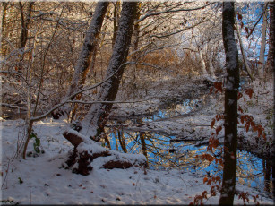 Картинка природа зима лес деревья