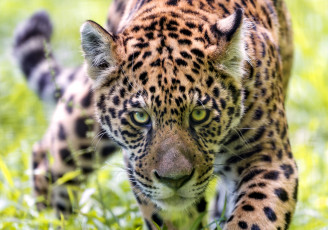 Картинка животные Ягуары морда