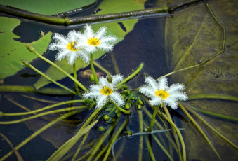 Картинка цветы лилии водяные нимфеи кувшинки экзотика снежинки