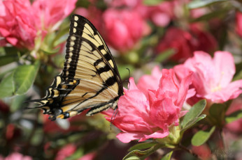 Картинка животные бабочки цветы крылья