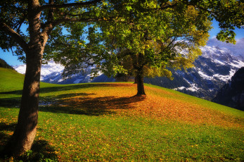 Картинка urigen untersch& 228 chen switzerland природа деревья уриген швейцария осень горы unterschachen унтершехен