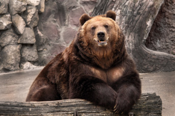 Картинка животные медведи бурый мощь
