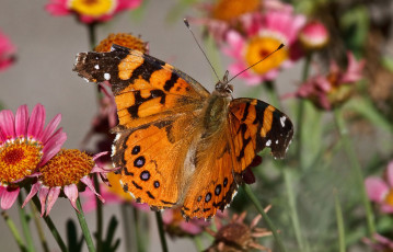 Картинка животные бабочки цветы бабочка окраска