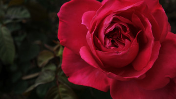 Картинка цветы розы роковой красный
