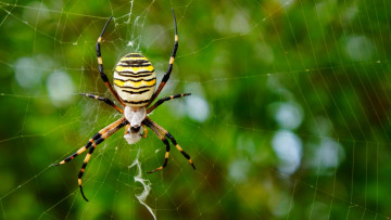 Картинка животные пауки паутина