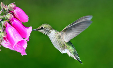 Картинка животные колибри цветок