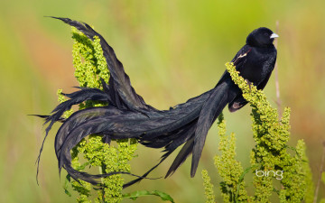 Картинка длиннохвостая птица вдова животные птицы хвост растение длиннохвостый бархатный ткач