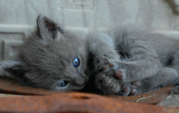 Картинка животные коты голубоглазый котенок
