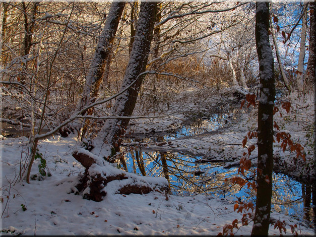 Обои картинки фото природа, зима, лес, деревья