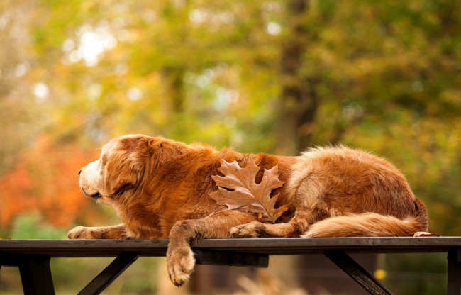 Обои картинки фото животные, собаки, природа, деревья, осень, лист, стол, собака, золотистый, ретривер