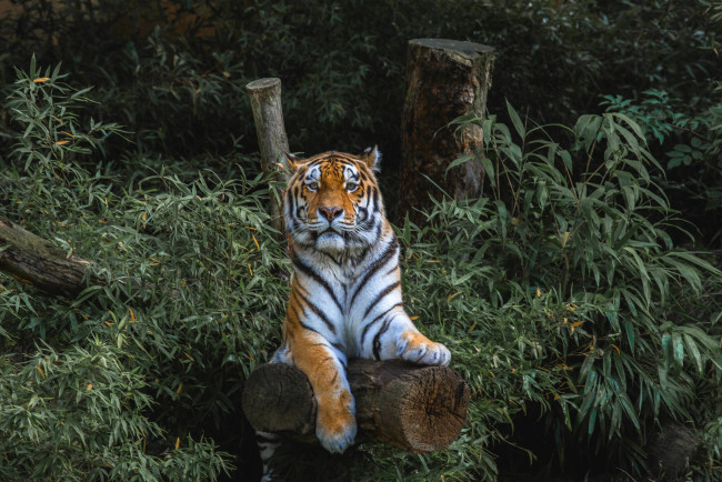 Обои картинки фото животные, тигры, заросли, хищник