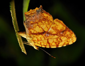 Картинка животные бабочки +мотыльки +моли itchydogimages макро листик насекомое бабочка крылья усики яйца