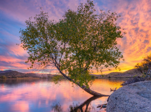 Картинка природа деревья озеро закат дерево вода