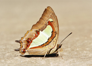 Картинка животные бабочки +мотыльки +моли itchydogimages макро бабочка крылья