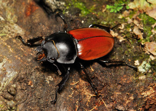 Картинка животные насекомые itchydogimages макро жук