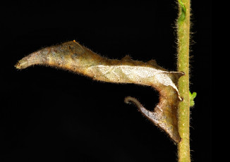 Картинка животные гусеницы itchydogimages макро чёрный фон насекомое лист гусеница необычная